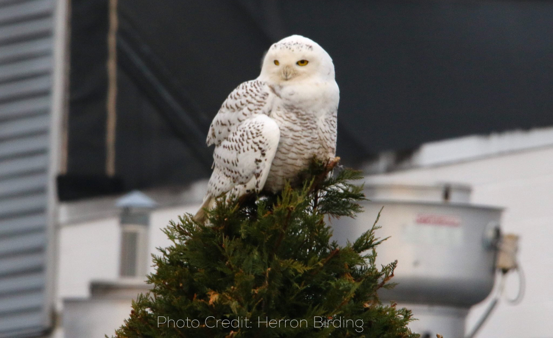 The Great Snowy Owl - Marshmallow Ranch